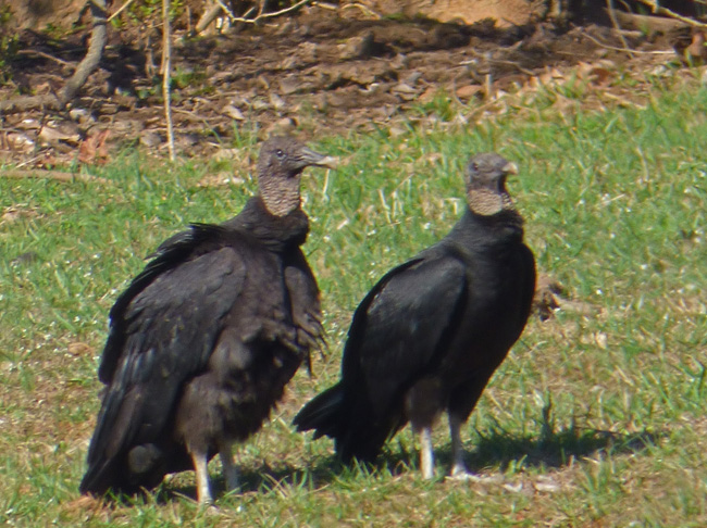 Black Vultures Cleanup Birds Creasey Mahan Nature Preserve,Best Ceramic Cookware Brands