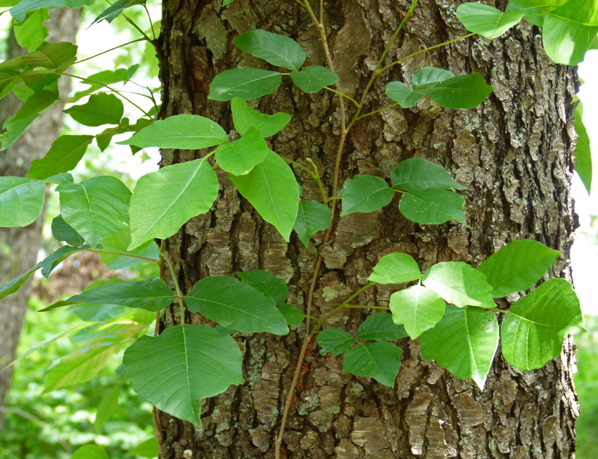 Leaves Of Three Creasey Mahan Nature Preserve,Starbucks Calories List